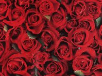Textillux.sk - produkt Baliaci papier 0,7x2 m - 11 červená ruže