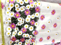 Textillux.sk - produkt Okrúhle PVC obrusy do interiéru a záhrady priemer 140 cm - 43 bielo-ružové margaréty